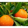 Саженец Апельсина Королек: фото и описание