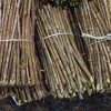 Черенки Белой смородины : фото и описание