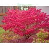 Саженцы Бересклета европейского Ред Каскад (Red Cascade) - 5 шт.: фото и описание