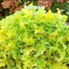 Саженцы Гейхеры зеленолистной Лайм Мармелад (Lime Marmalade) - 5 шт.: фото и описание
