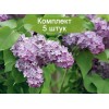 Сеянец Сирени Лавандер Леди (Lavander Lady) - 5 шт.: фото и описание