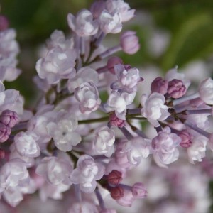 Сеянец Сирень Анабель (Anabel)